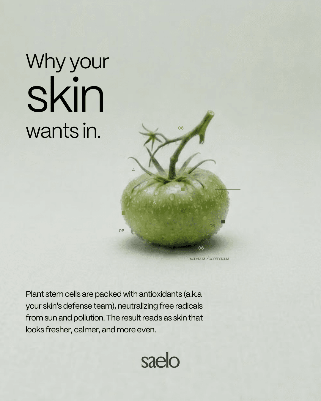 Green tomato styled for a Saelo social post, captioned “Why your skin wants in.”